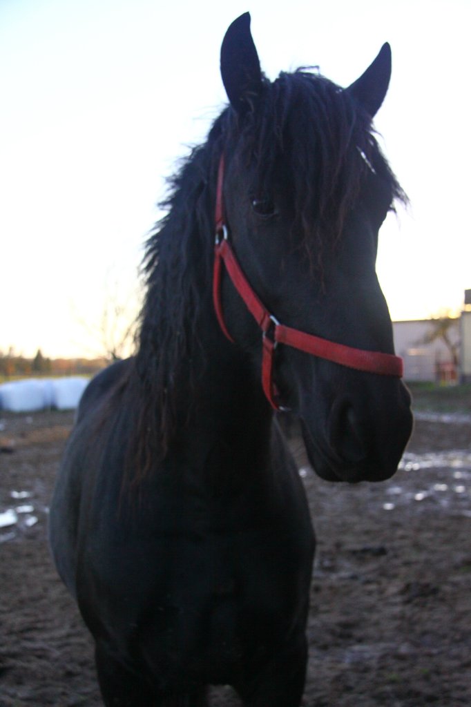 Poegnanie