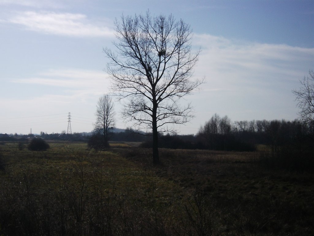 Lonely Tree