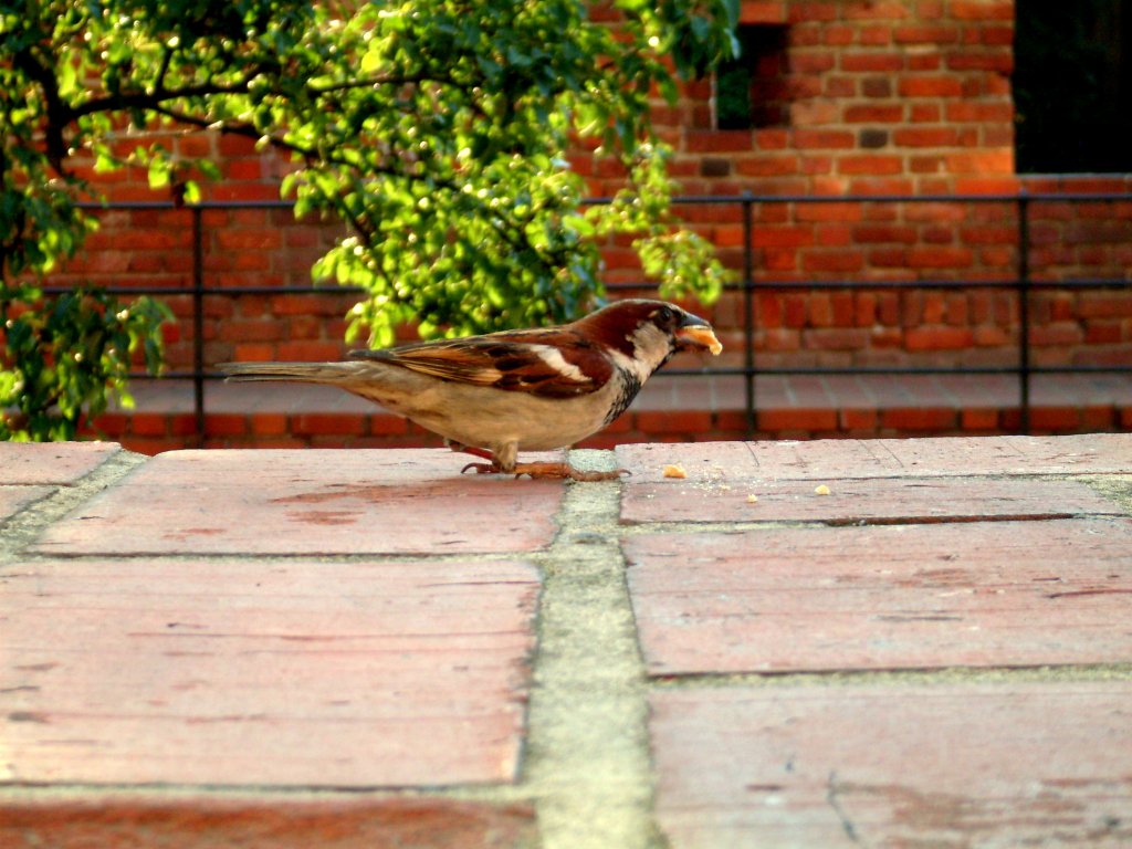 small bird 