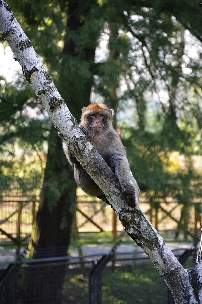 monkey