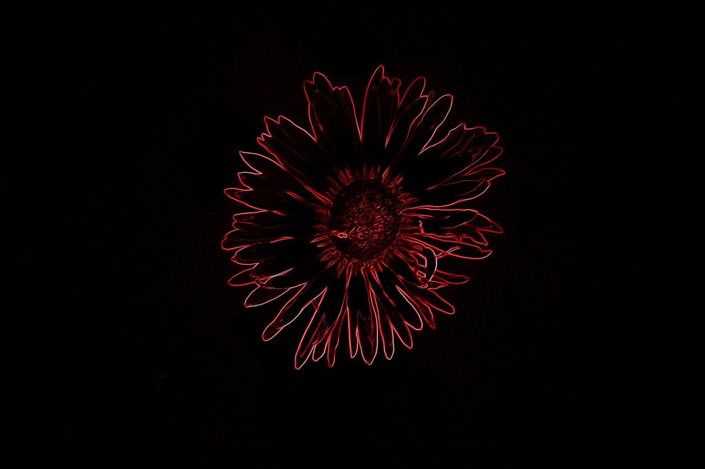 Stokrotka - neon