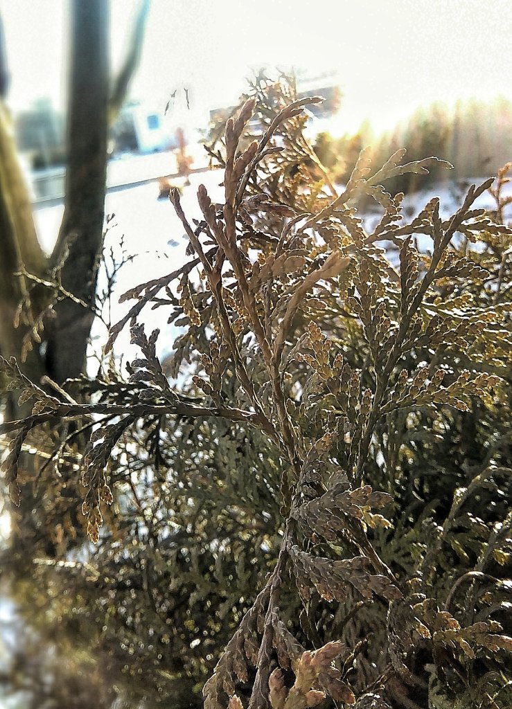 Winter 