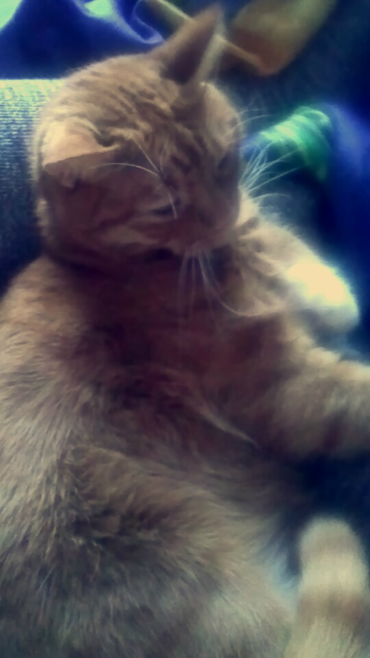 purrr