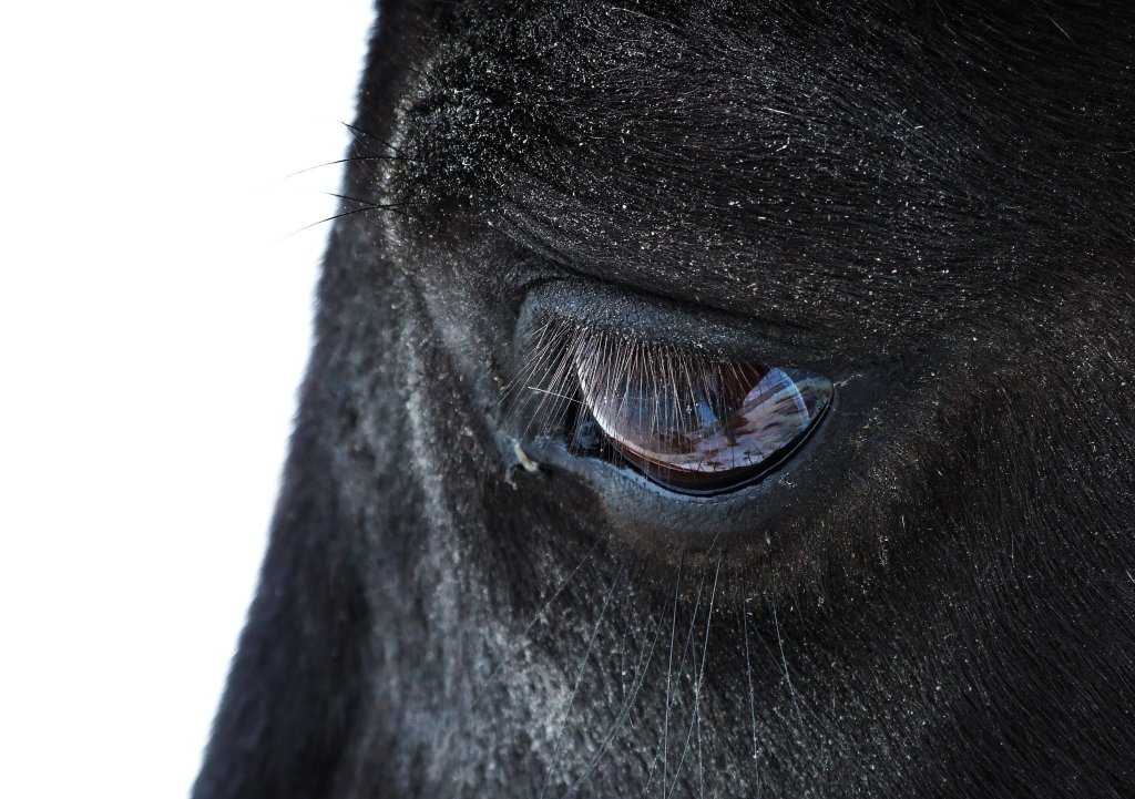 horse