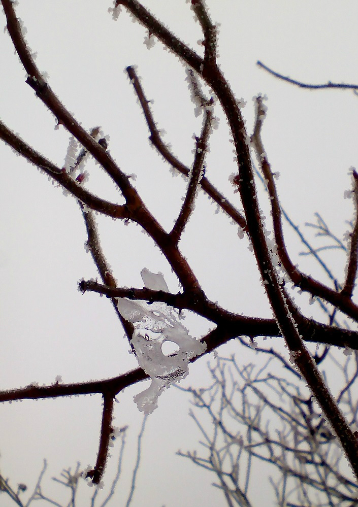 frost