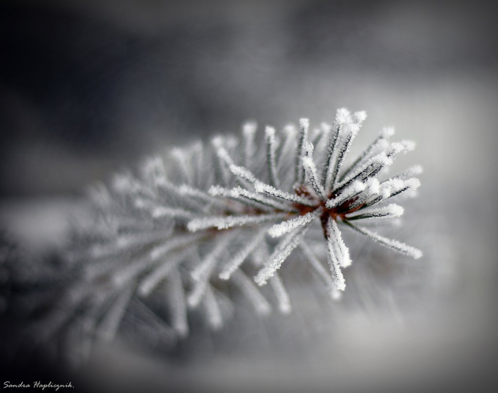 frozen
