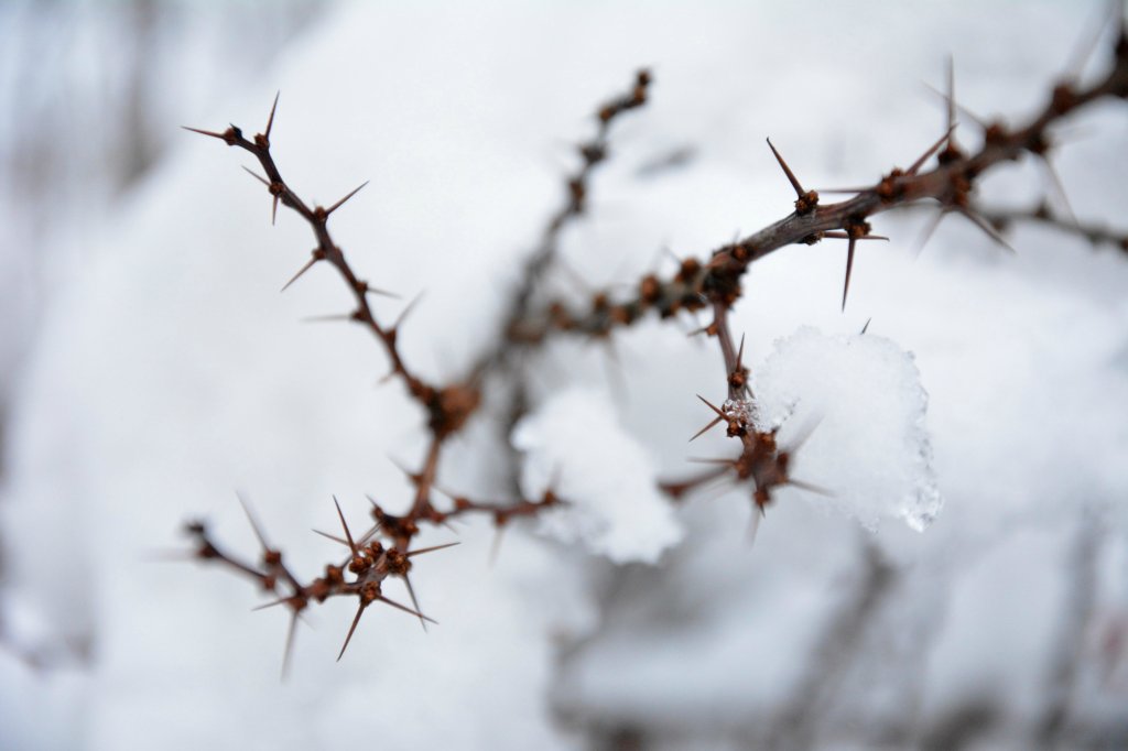 Winter spikes