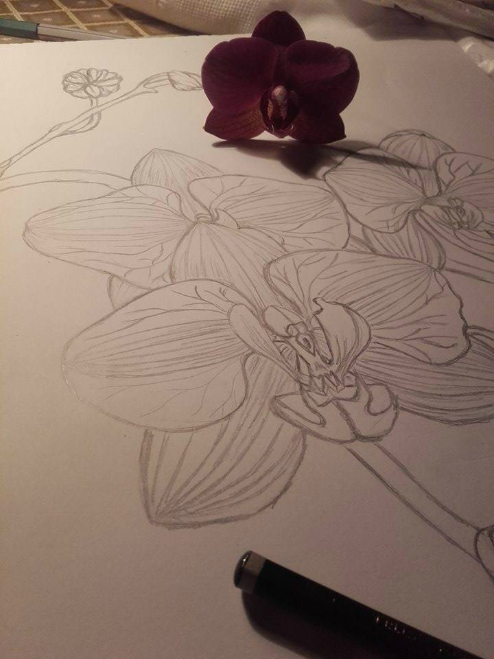 Orchid time 