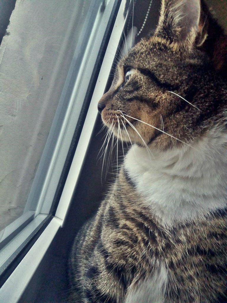 Kitty ! 