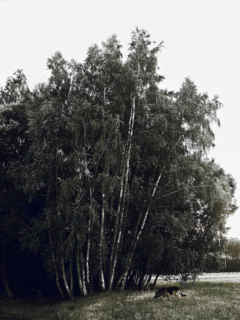 black woods