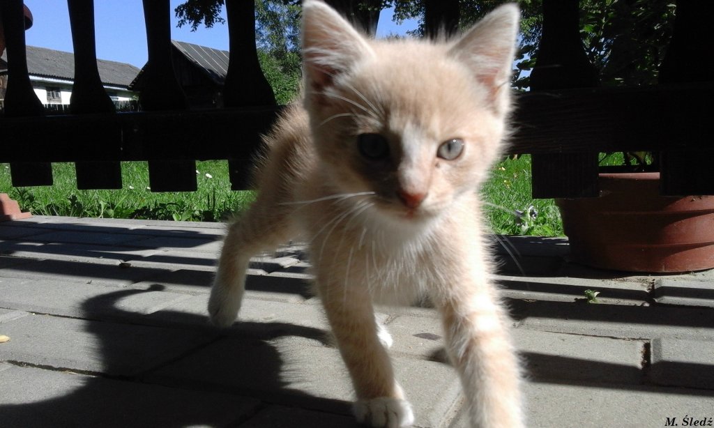 Kici kici miauu