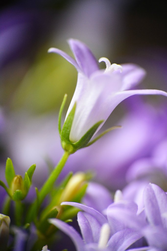 Violet day