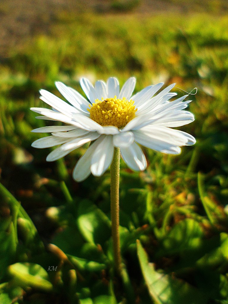 uwielbiam stokrotki &#9829;