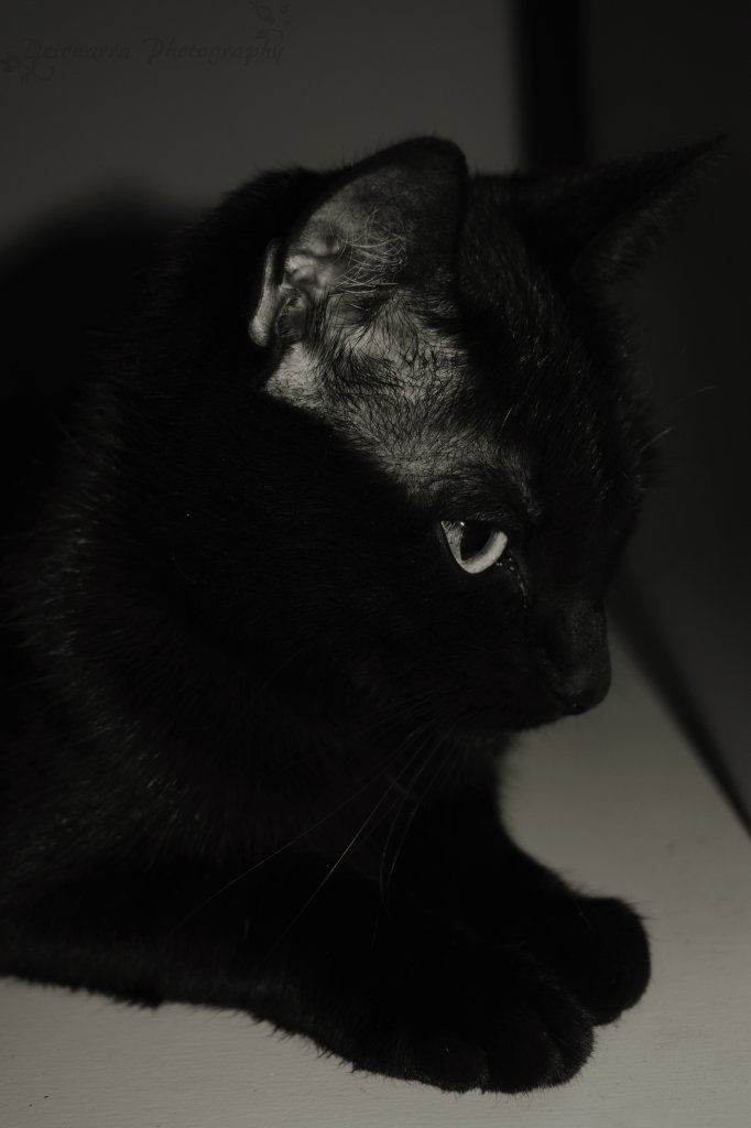 Shila