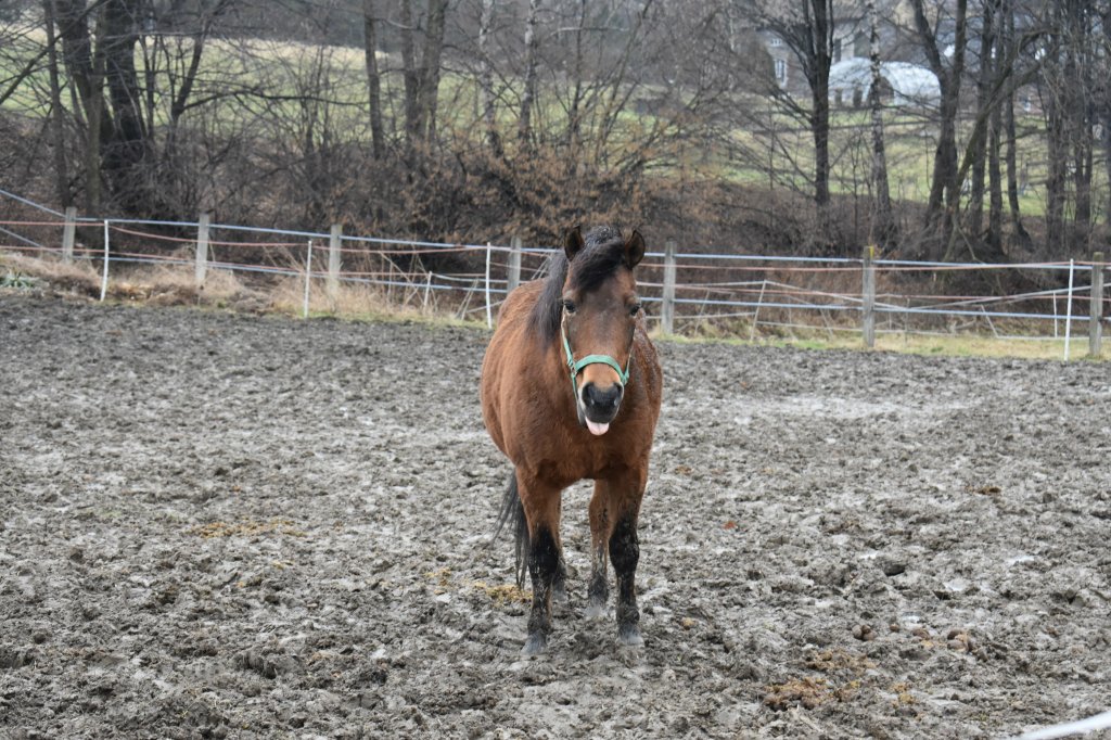 konik na biegunach