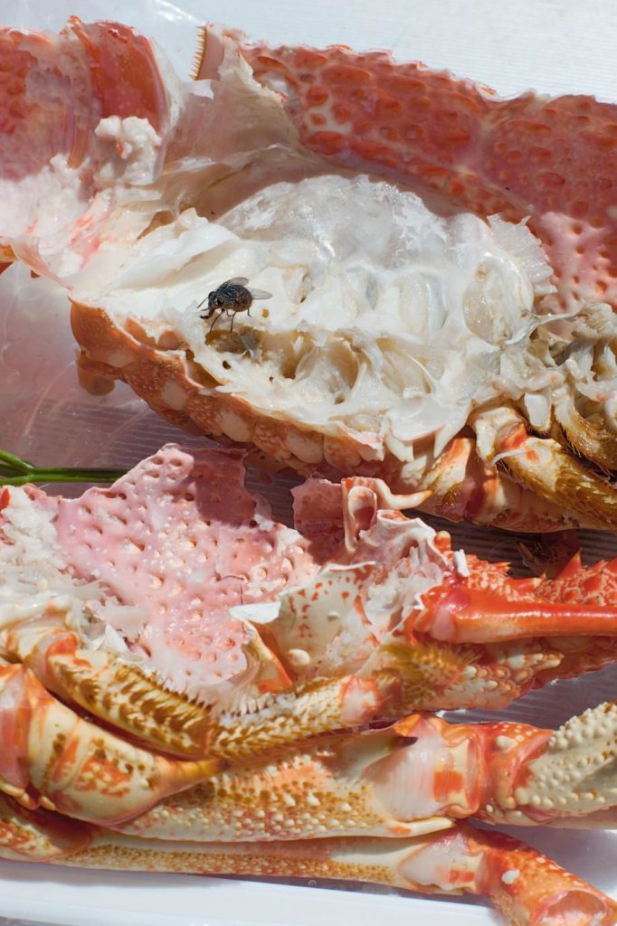 wolfgang tillmans, astro crusto