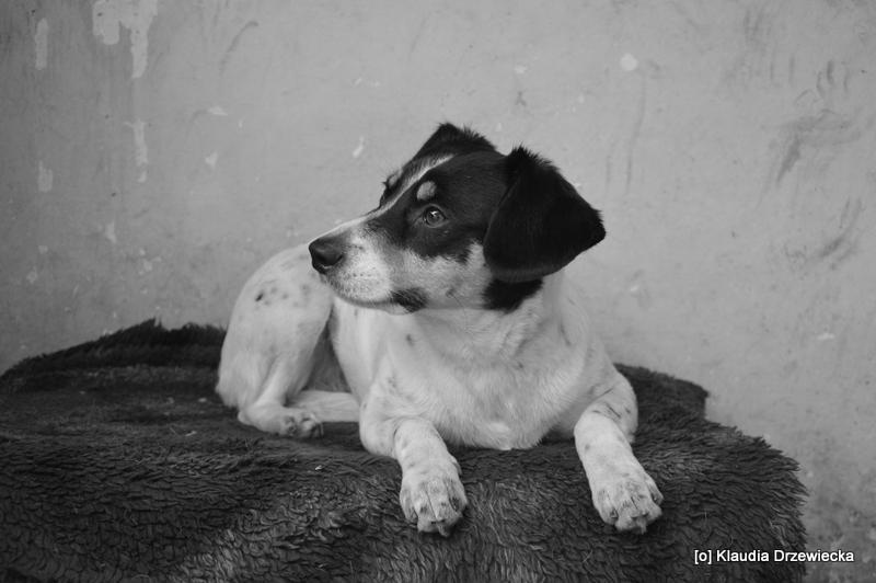 Lupi