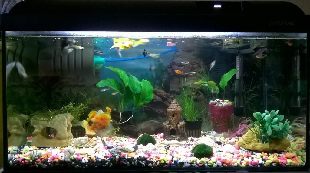 my fish