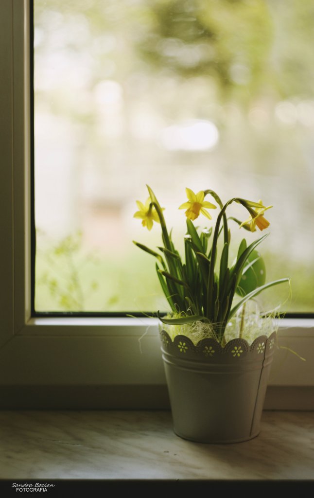 Spring / Nature