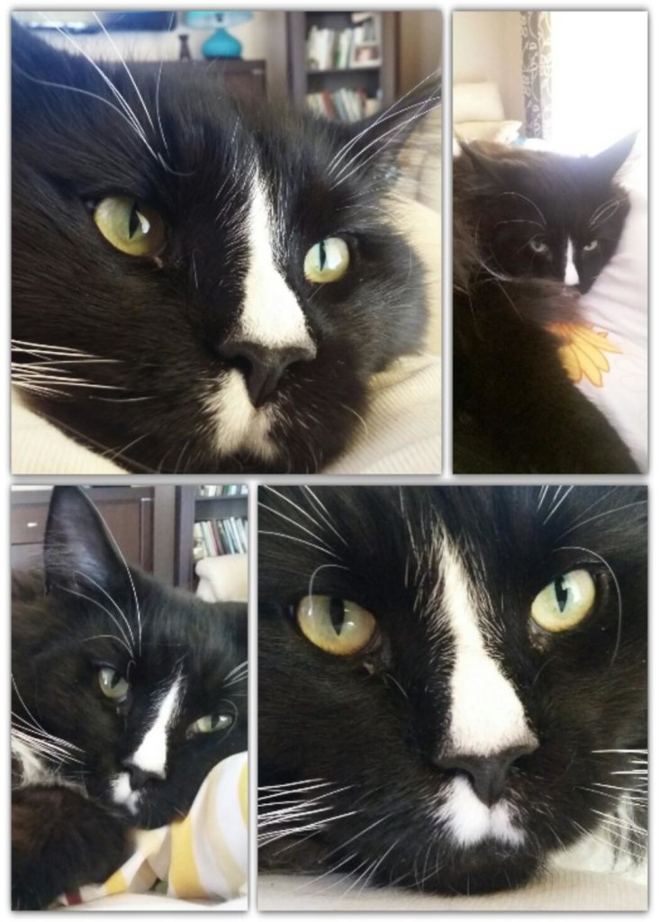 CatSelfie :)