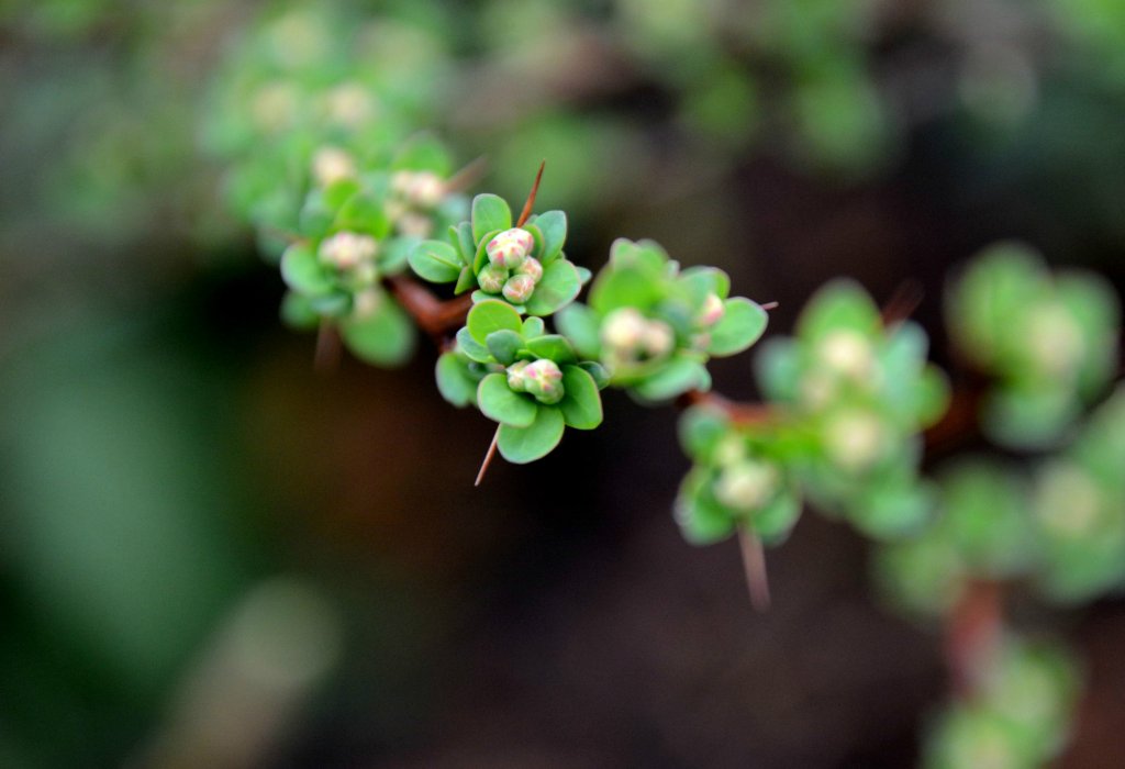 Berberis thunbergii 