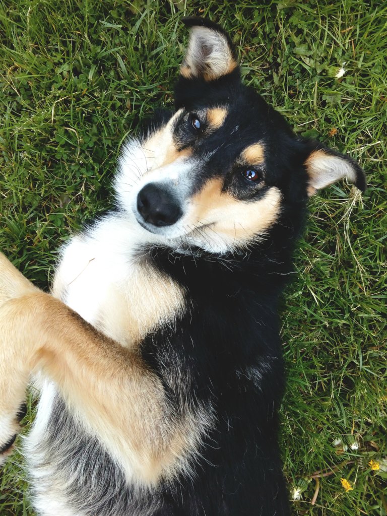 Lil 