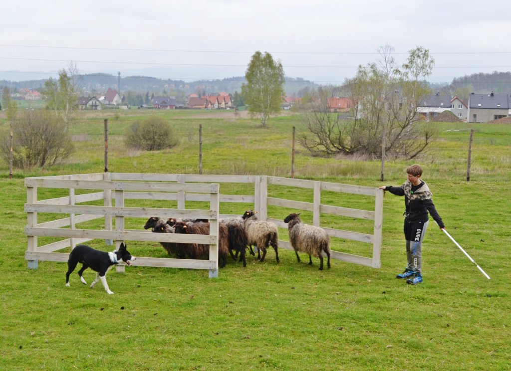 Wprowadzanie owiec do zagrody :)