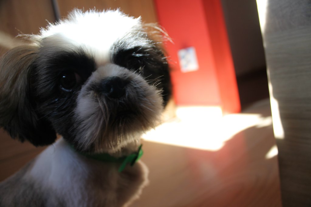 Borys