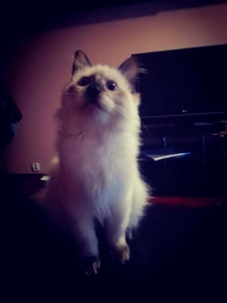 Benji