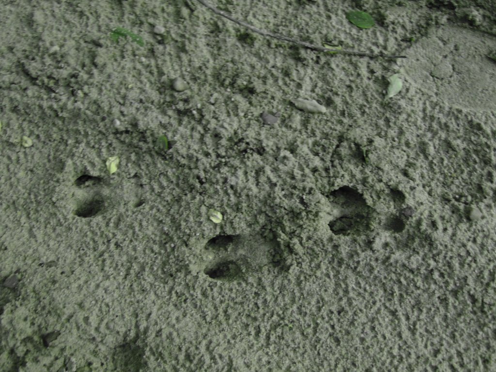 chyba sarenka