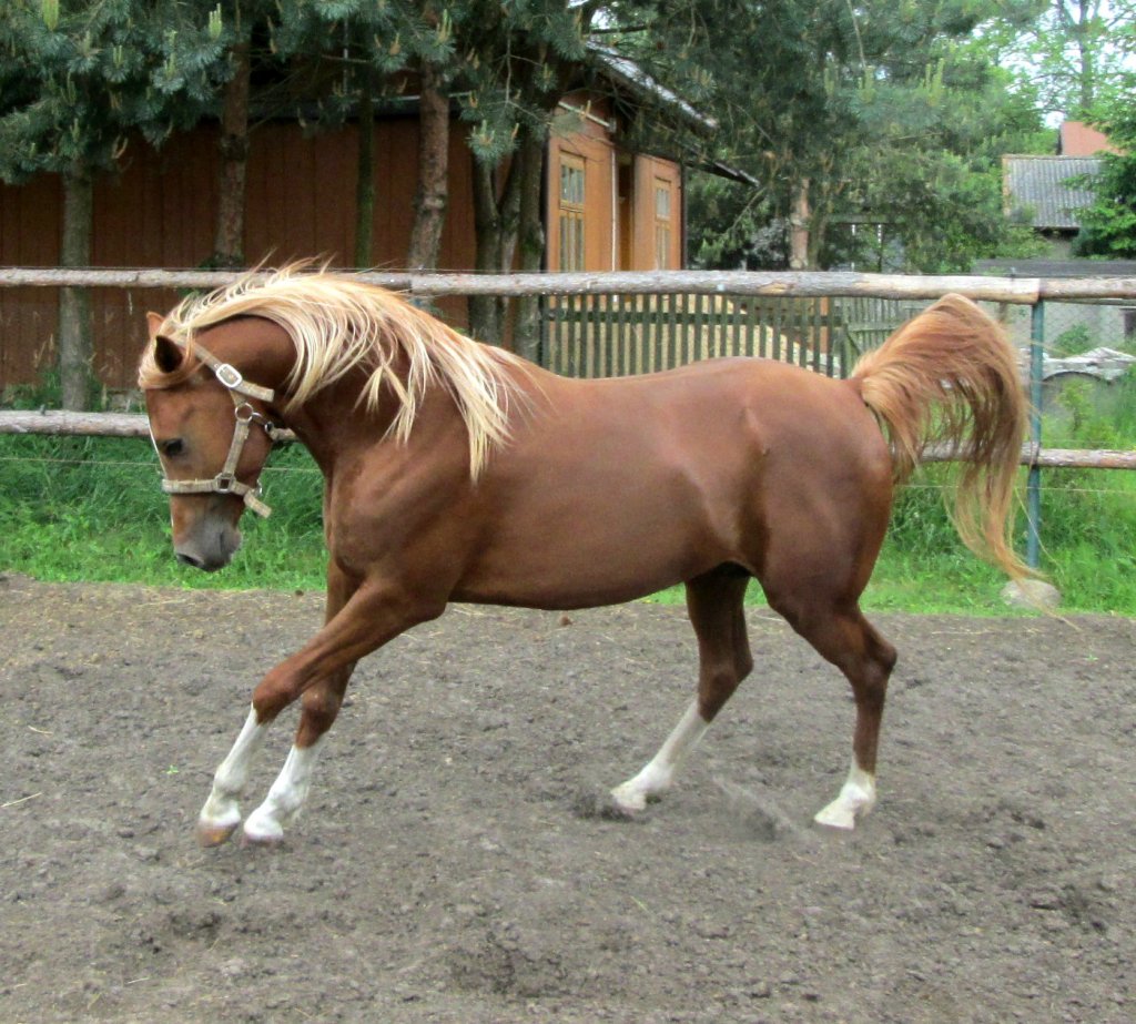 Nadron Kossack oo