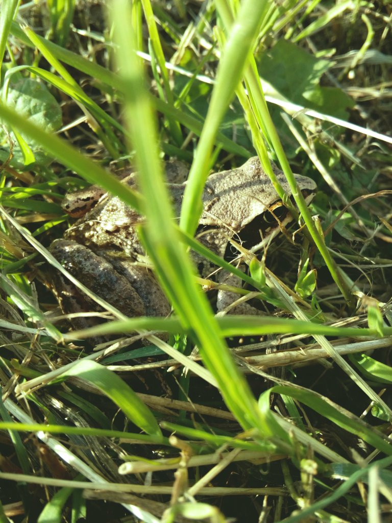 bebet
