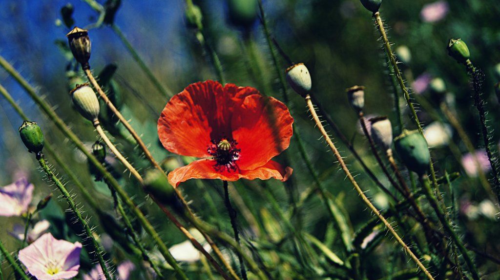 flower