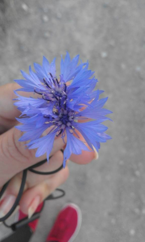 #kwiatuszek #flowers