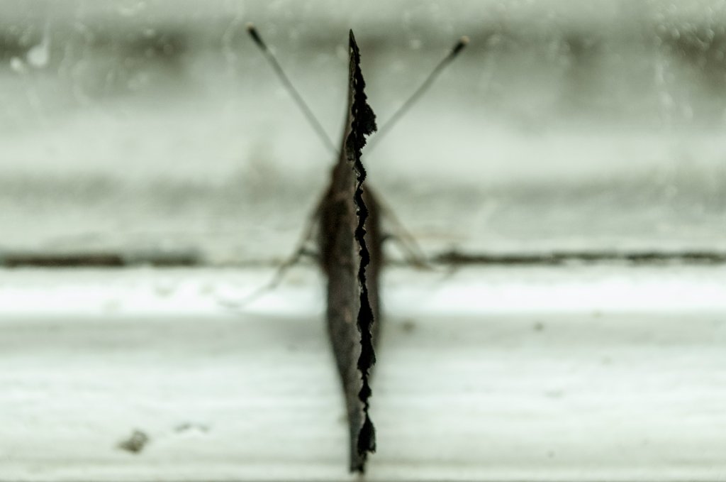 parasolepenekomarw