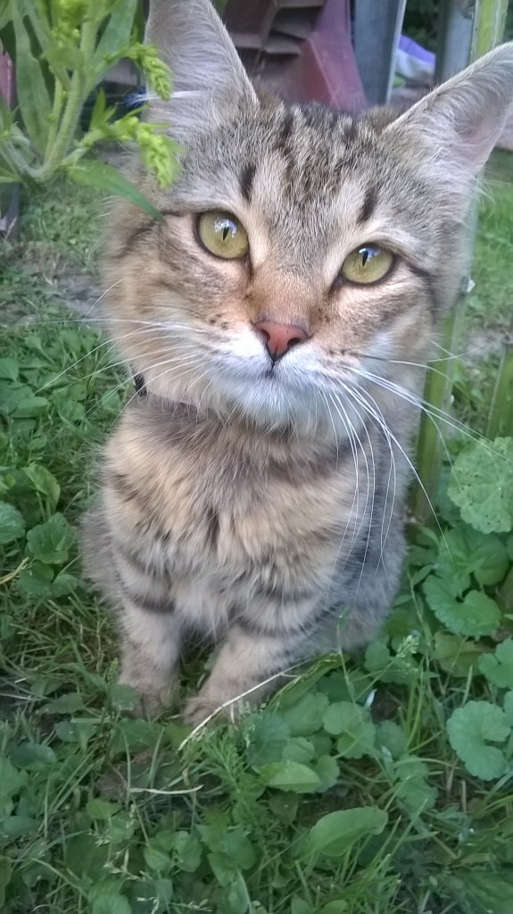 Molusia