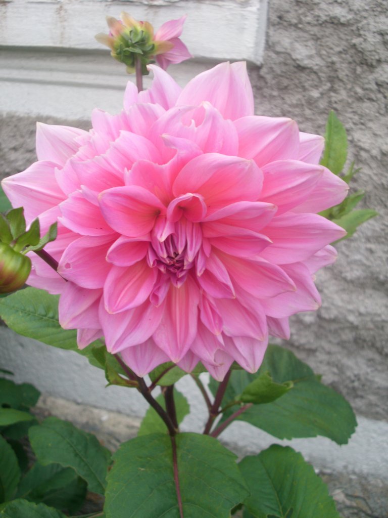 Dalia