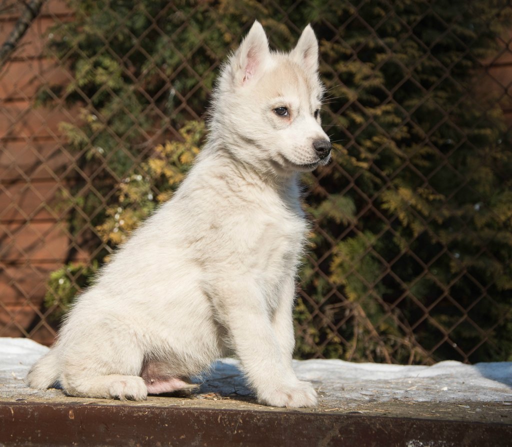 Husqvarna Kennel