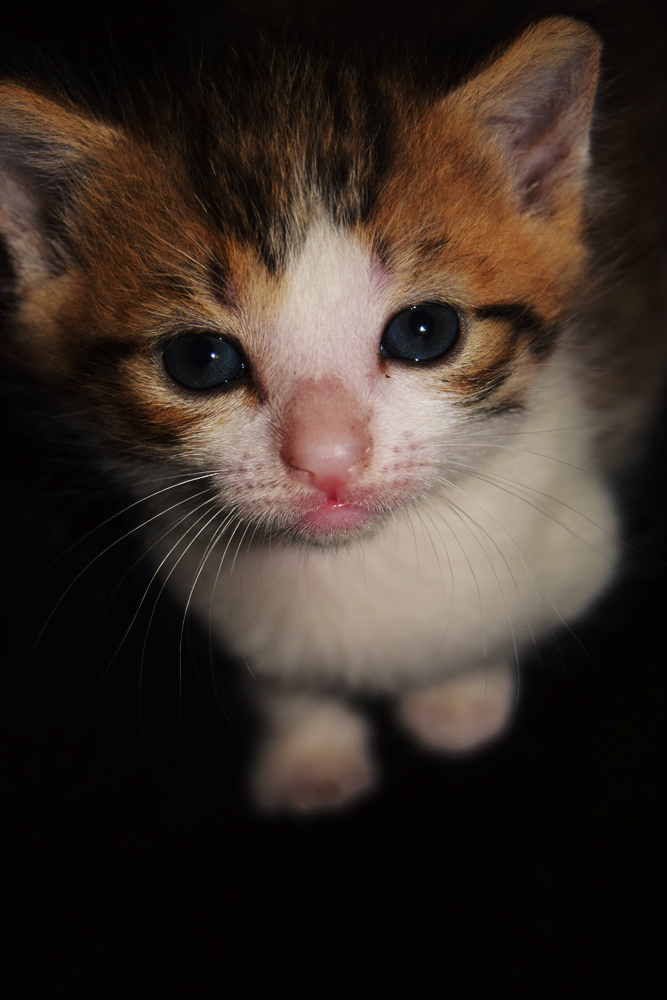 Kitu 