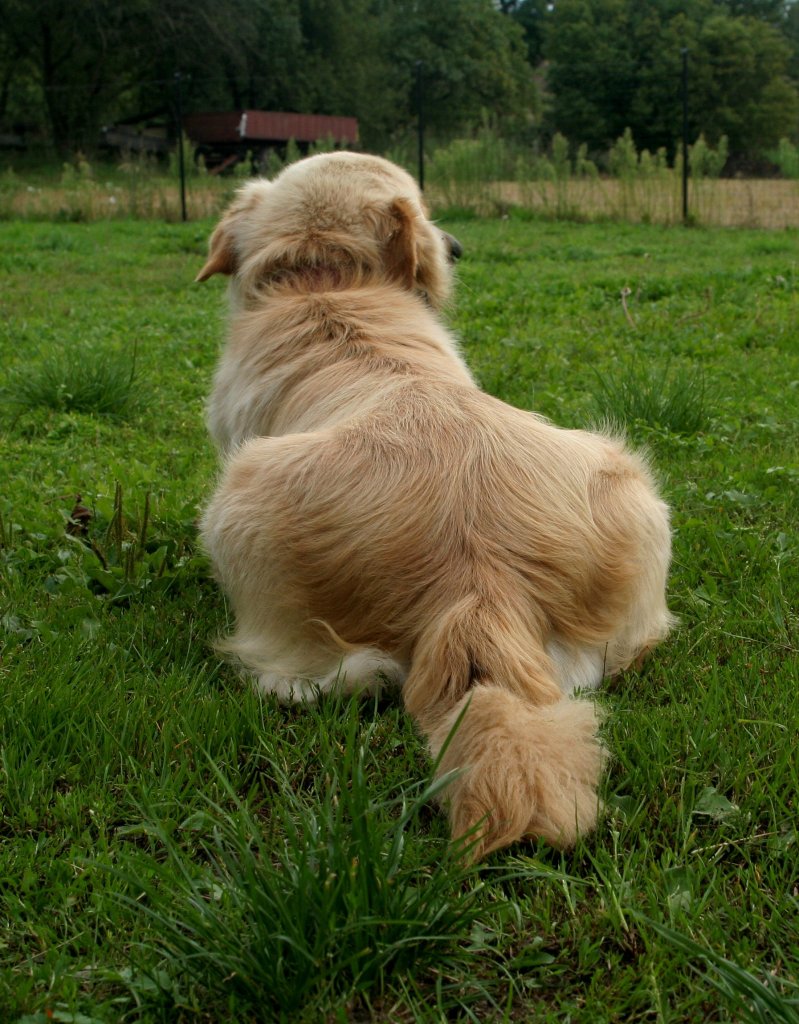 Alfi.