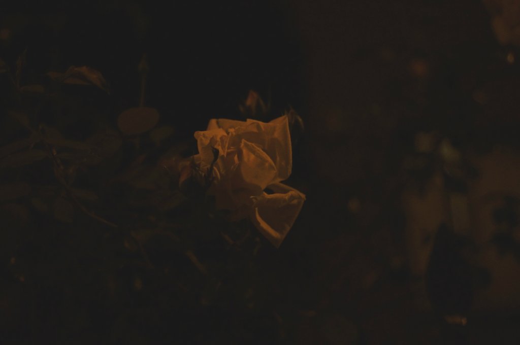 roses