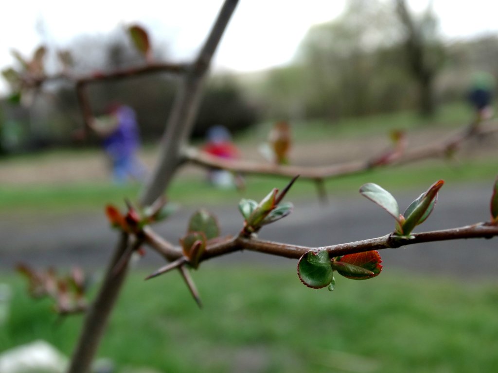 foto sony dschx300 