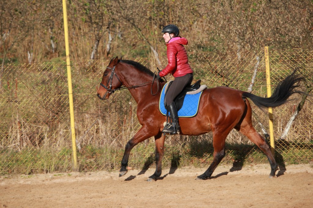 Komar
