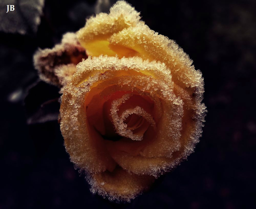 Frozen