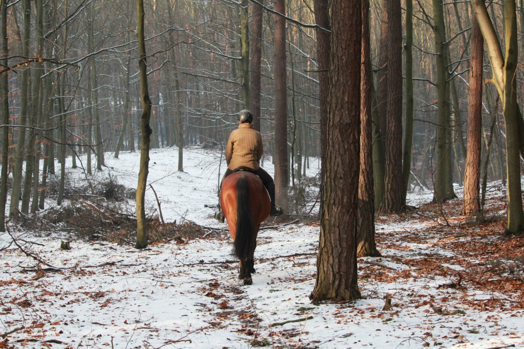 Komar