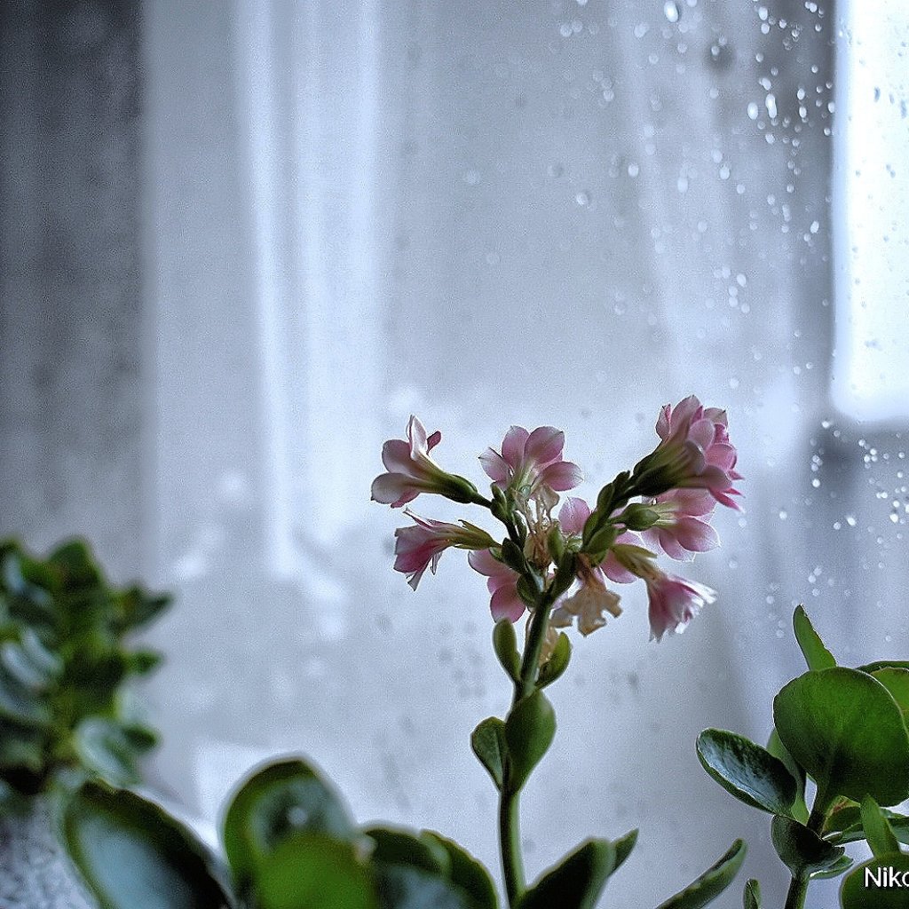 &#127799;