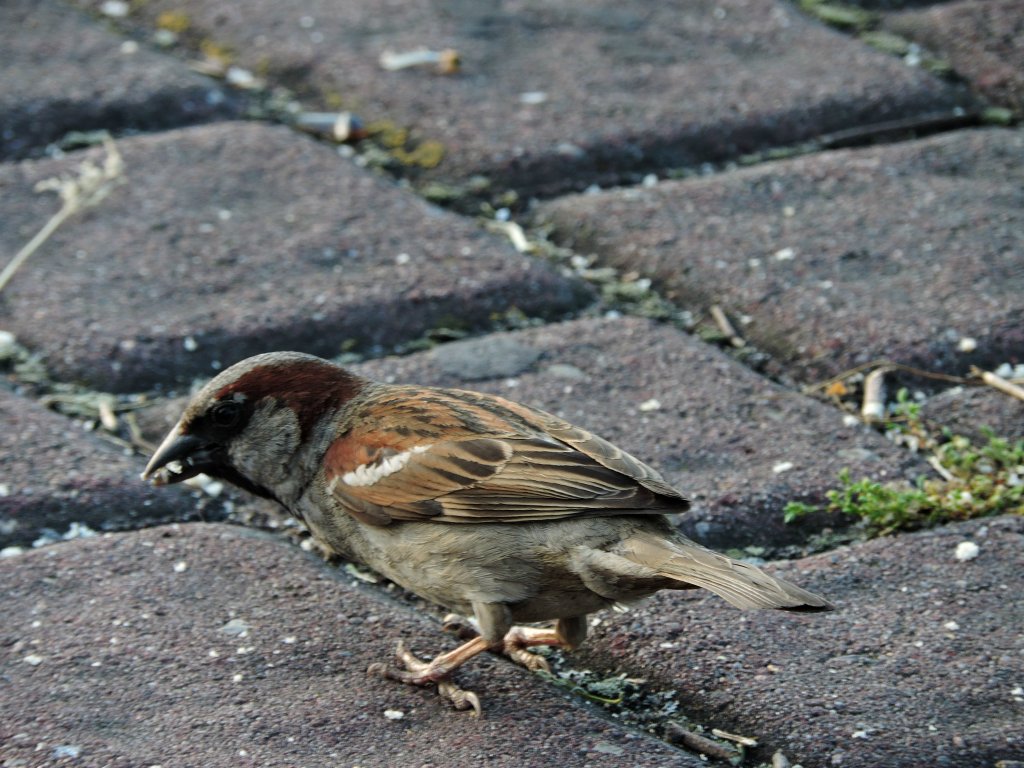 Ziomal