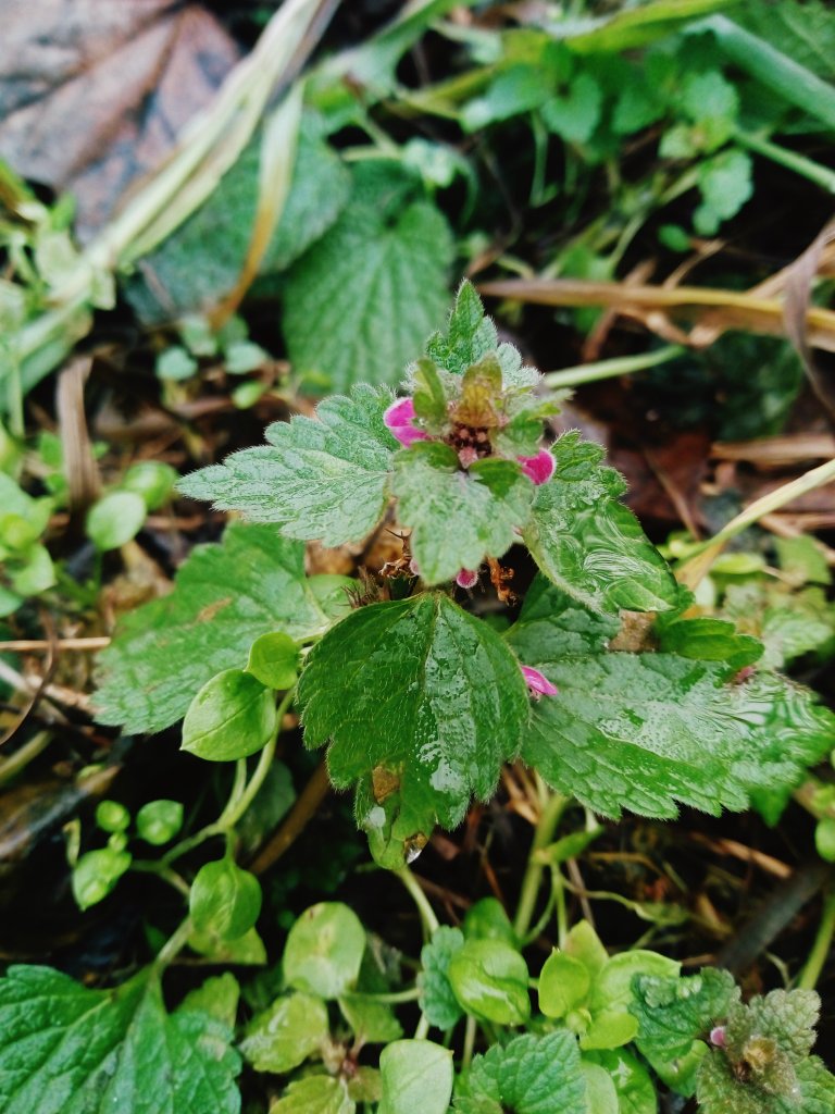 JASNOTA PURPUROWA