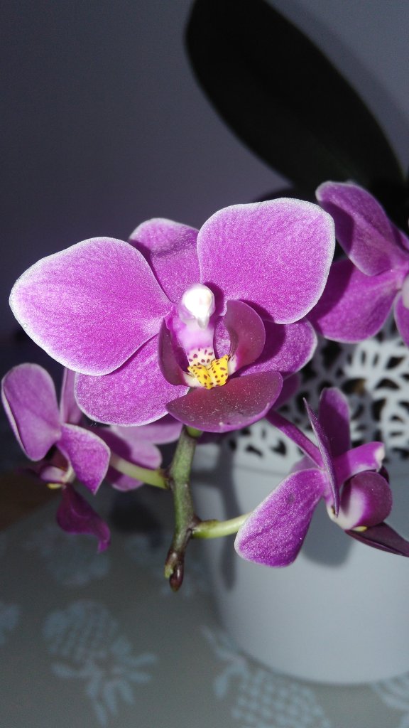 Orchidea &#128156;&#1281