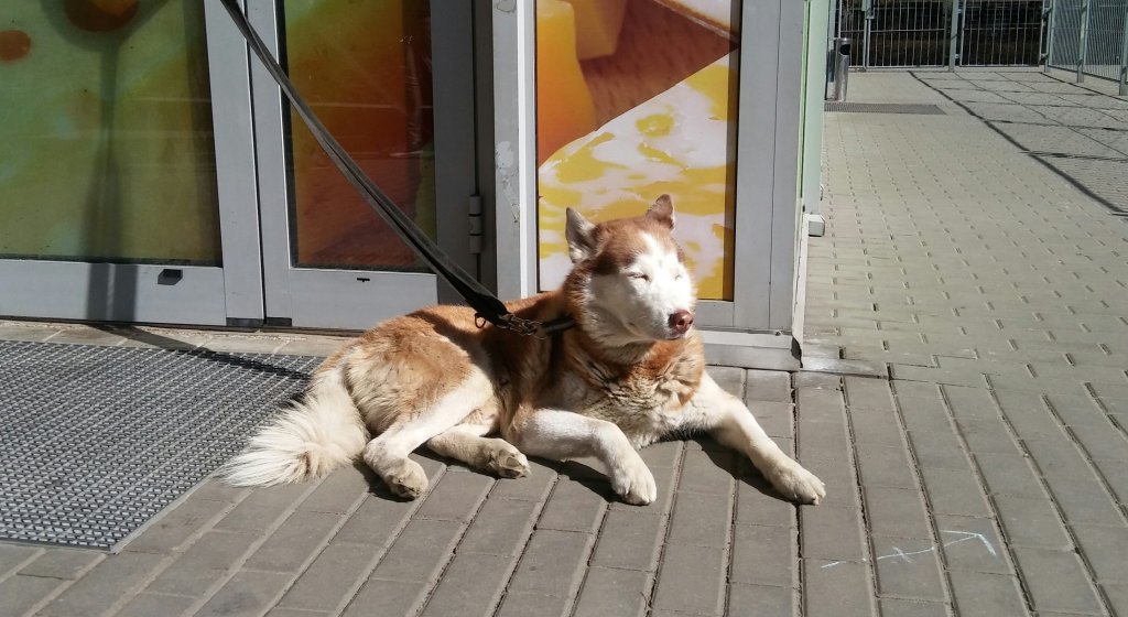 Ja i wiosna